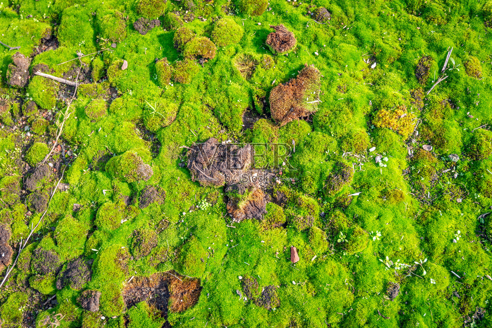 苔藓覆盖的地面特写照片摄影图片