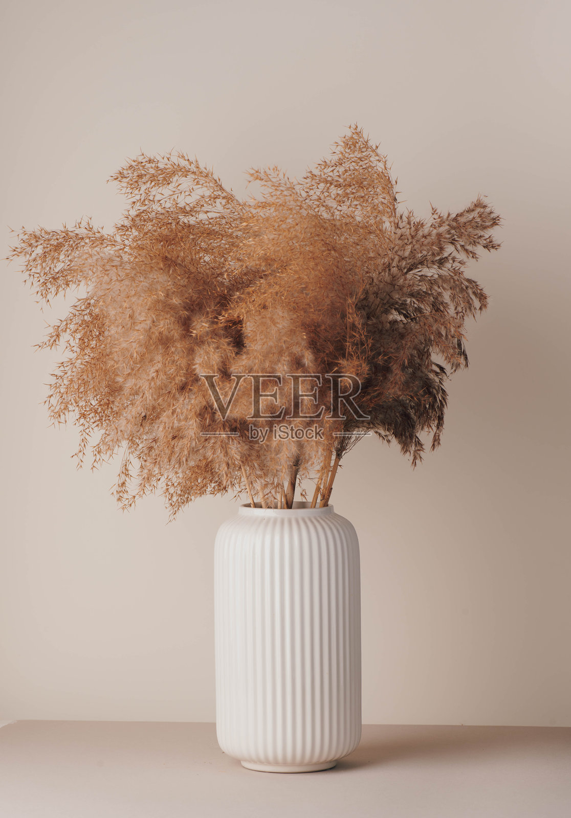 潘帕斯草。干花照片摄影图片