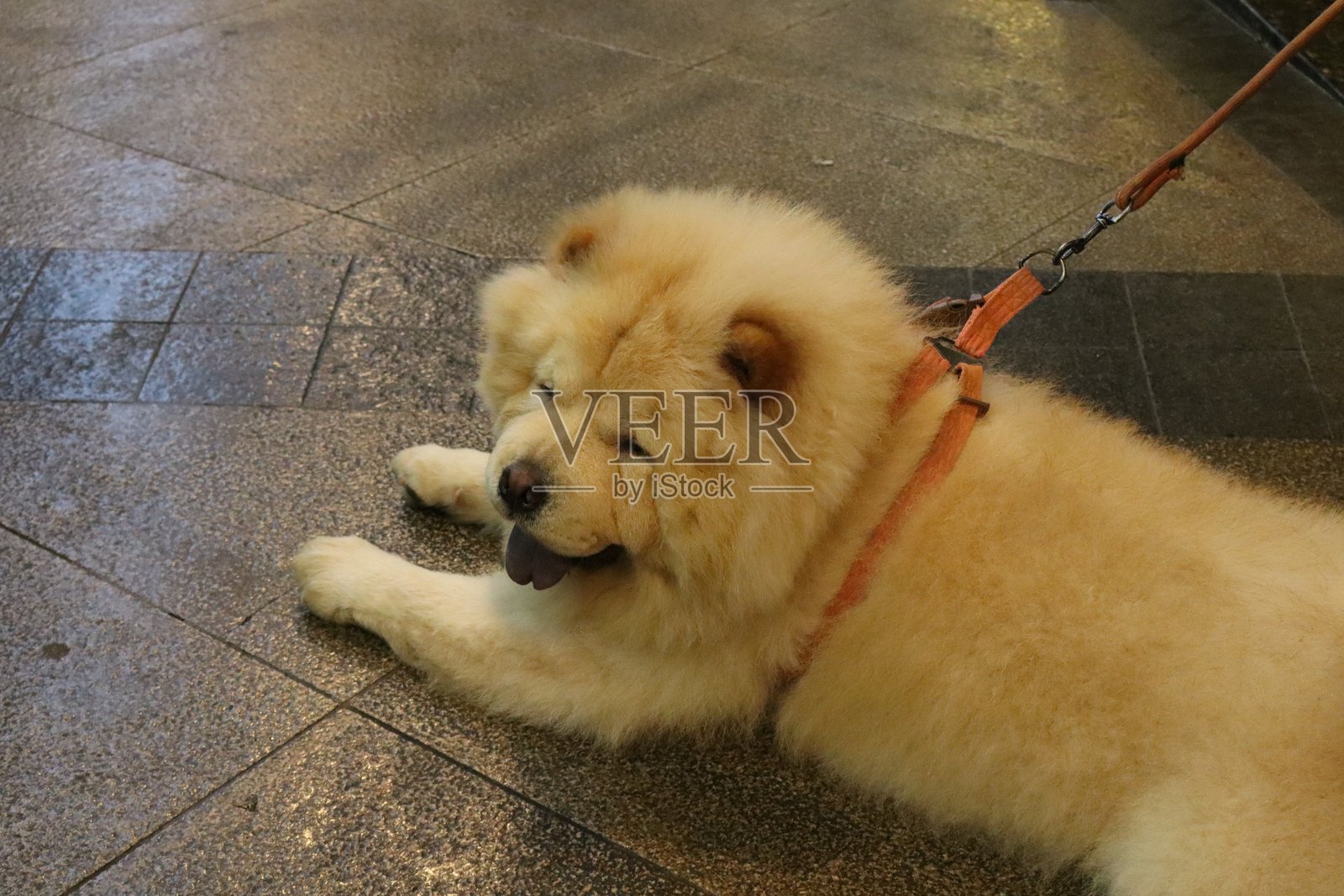 街上的狗牵着绳子照片摄影图片