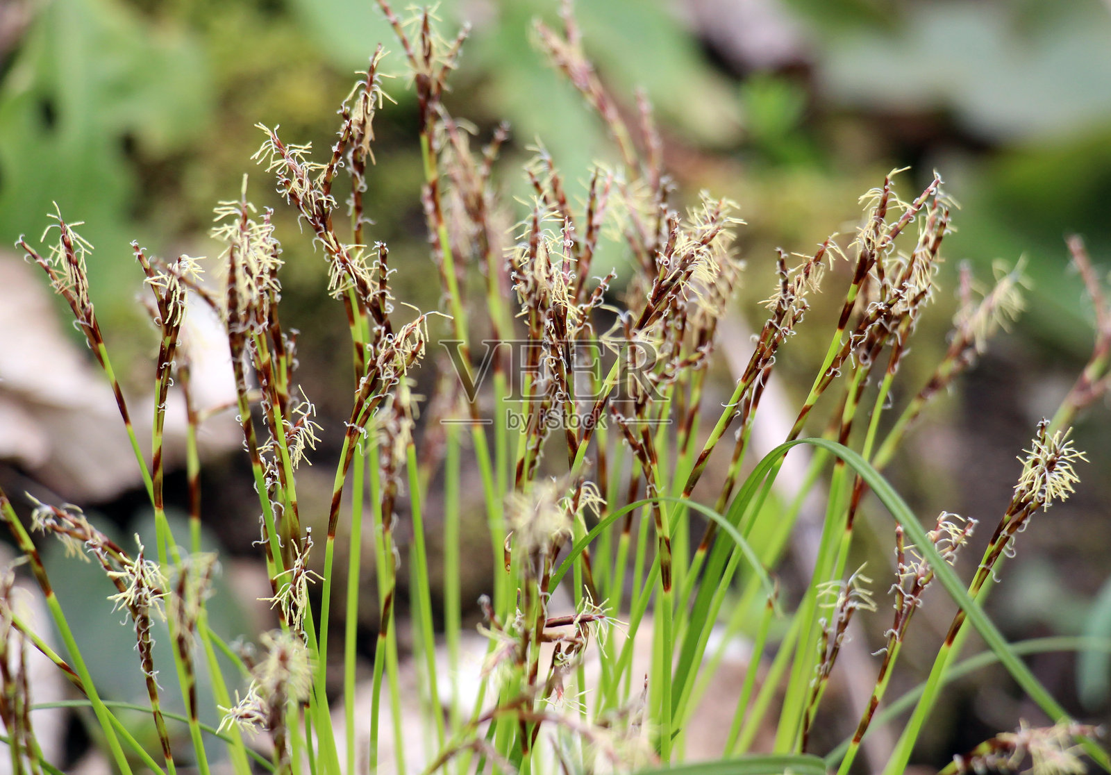 指状莎草在森林中生长照片摄影图片