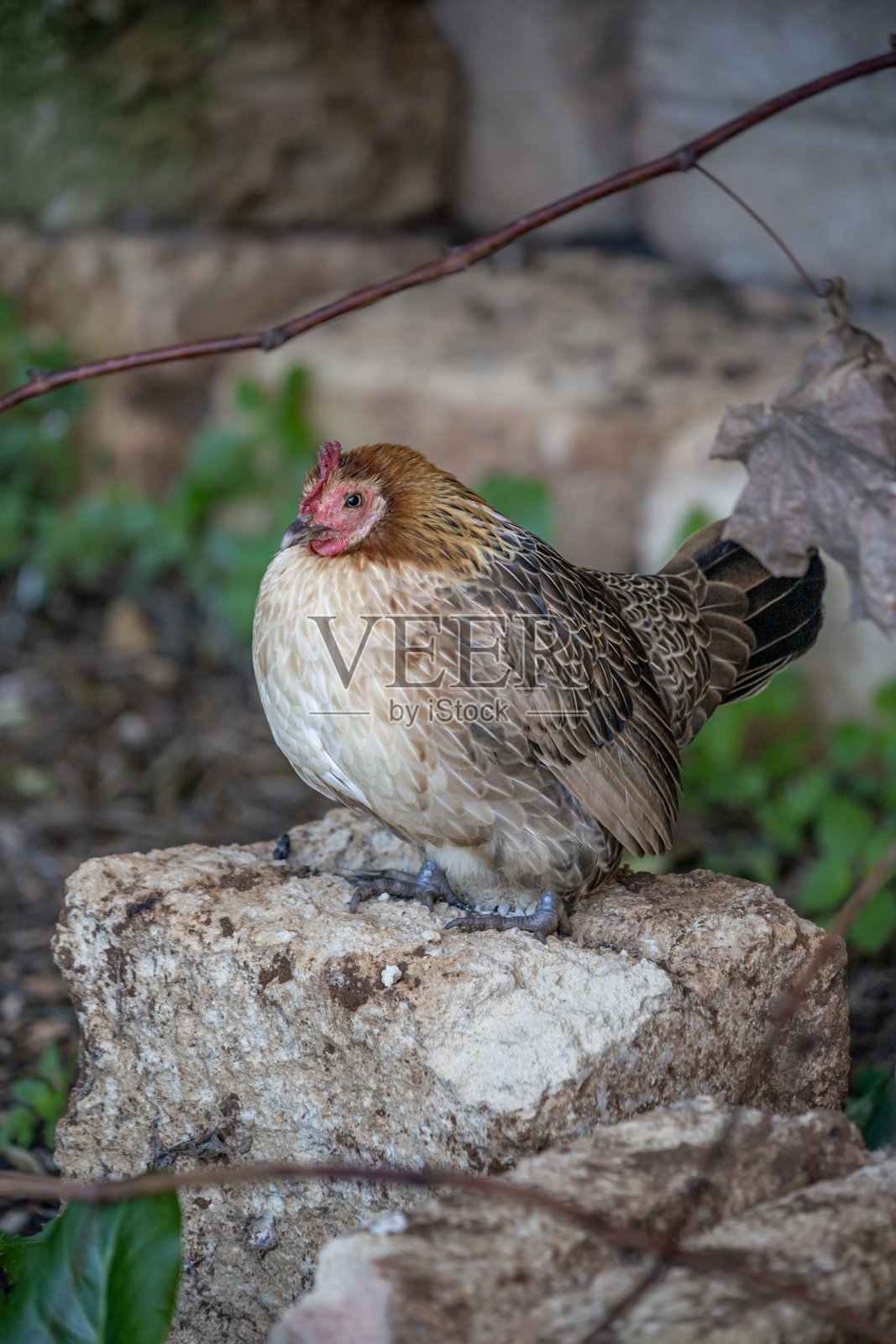一只母鸡(家鸡),似乎是一只矮脚鸡或小型母鸡,出现在西班牙梅诺卡岛的西尤达德拉镇附近著名的Lithica砂岩采石场的壮丽景色中。照片摄影图片