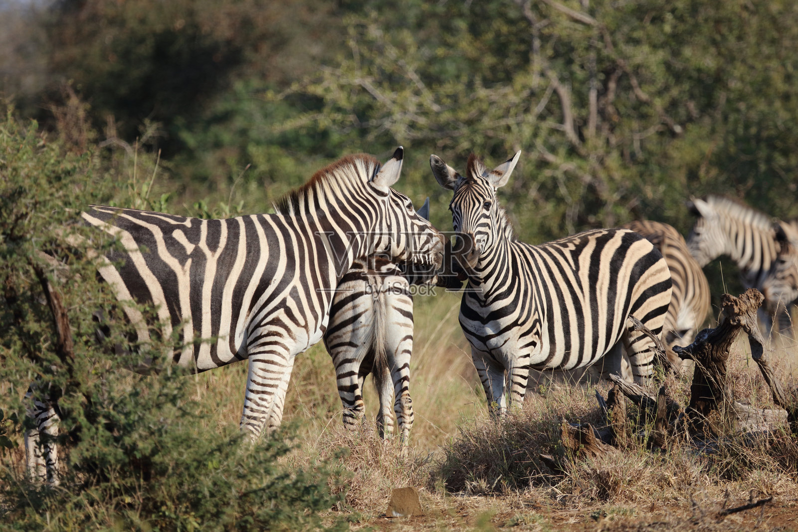 草原斑马 / 伯切尔斑马 / Equus quagga burchellii照片摄影图片