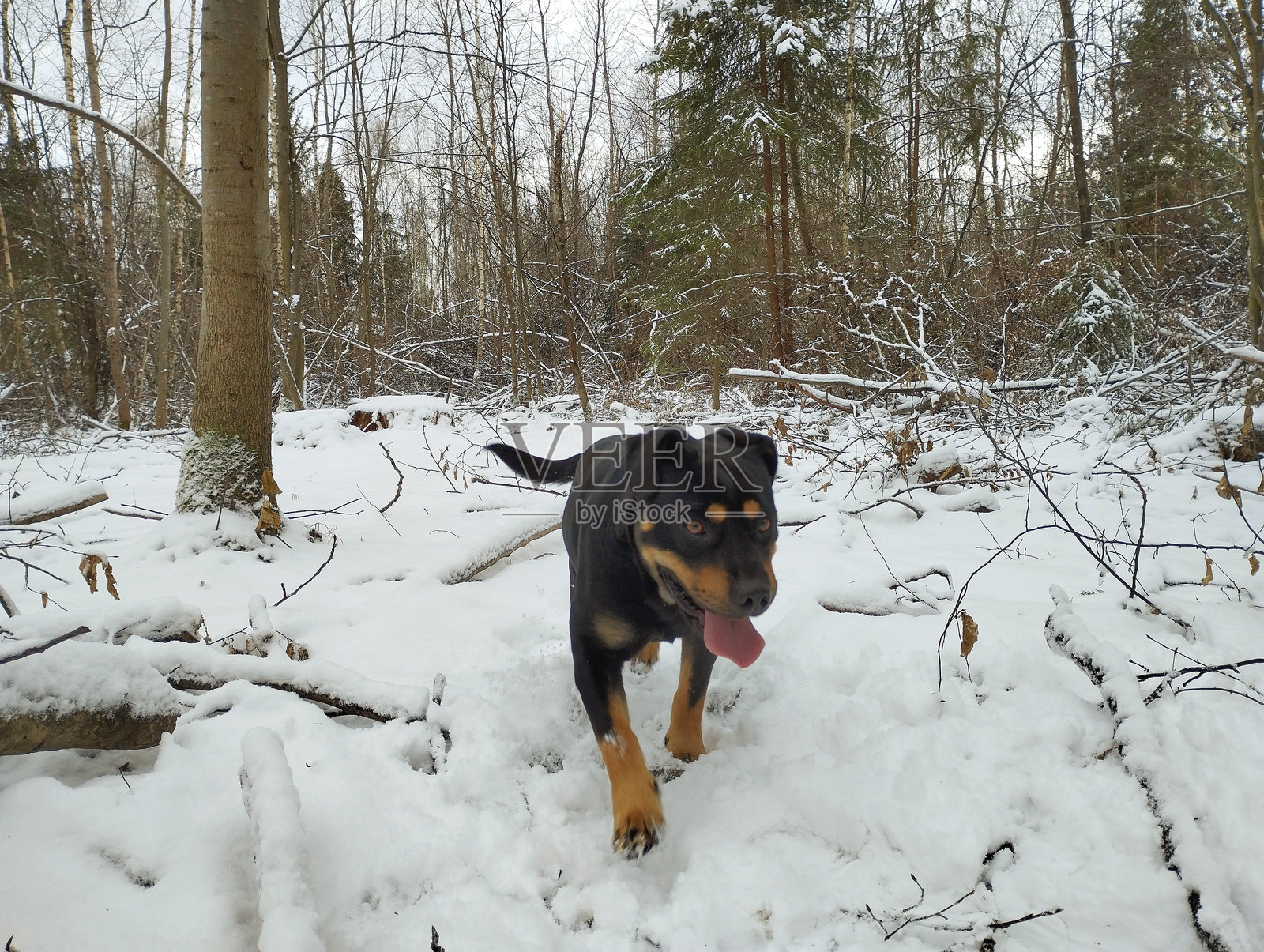 黑狗在森林里奔跑,舌头伸出。狗在雪-covered森林中散步。冬季自然环境中遛宠物。照片摄影图片