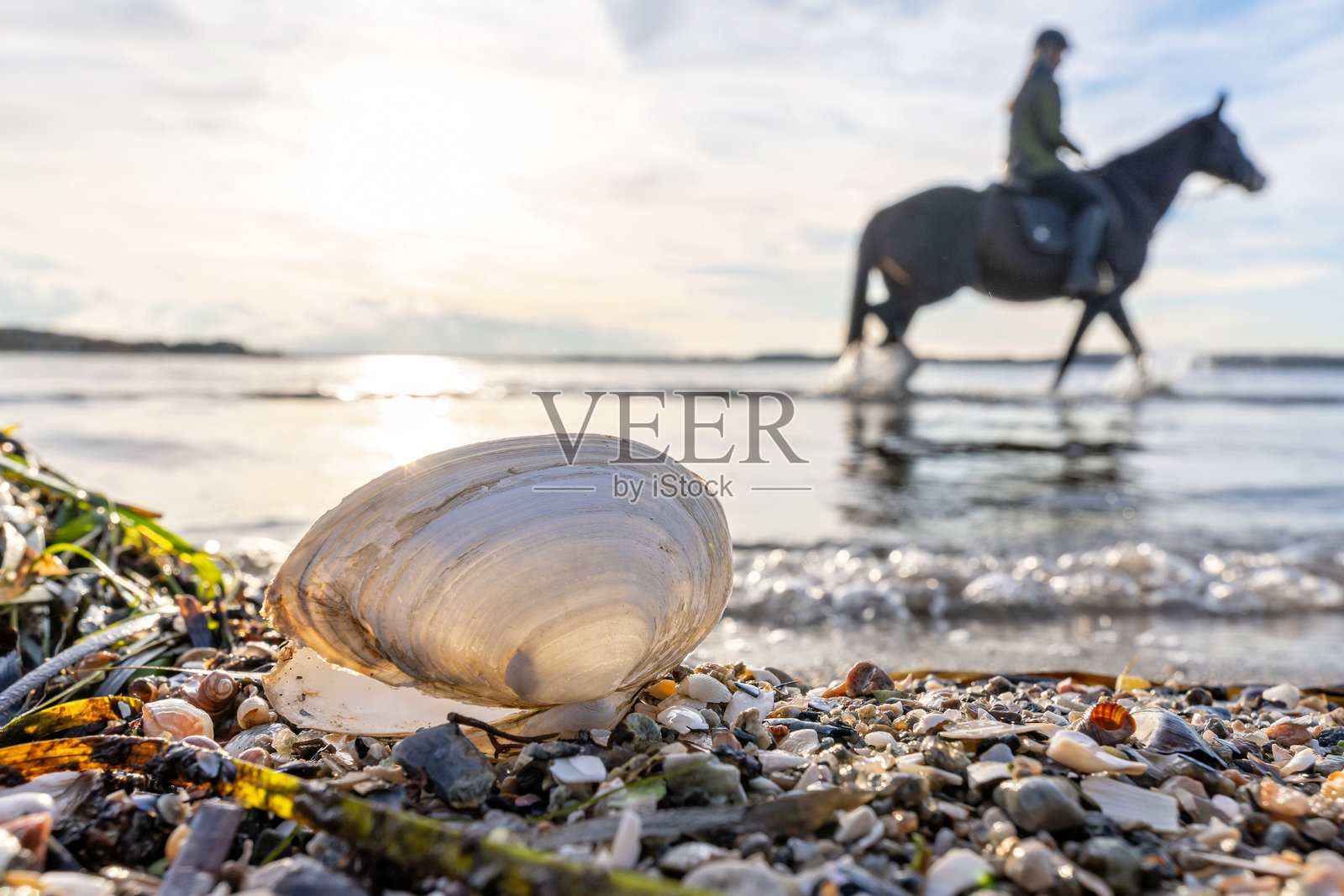 波罗的海海滩上的沙子夹子照片摄影图片