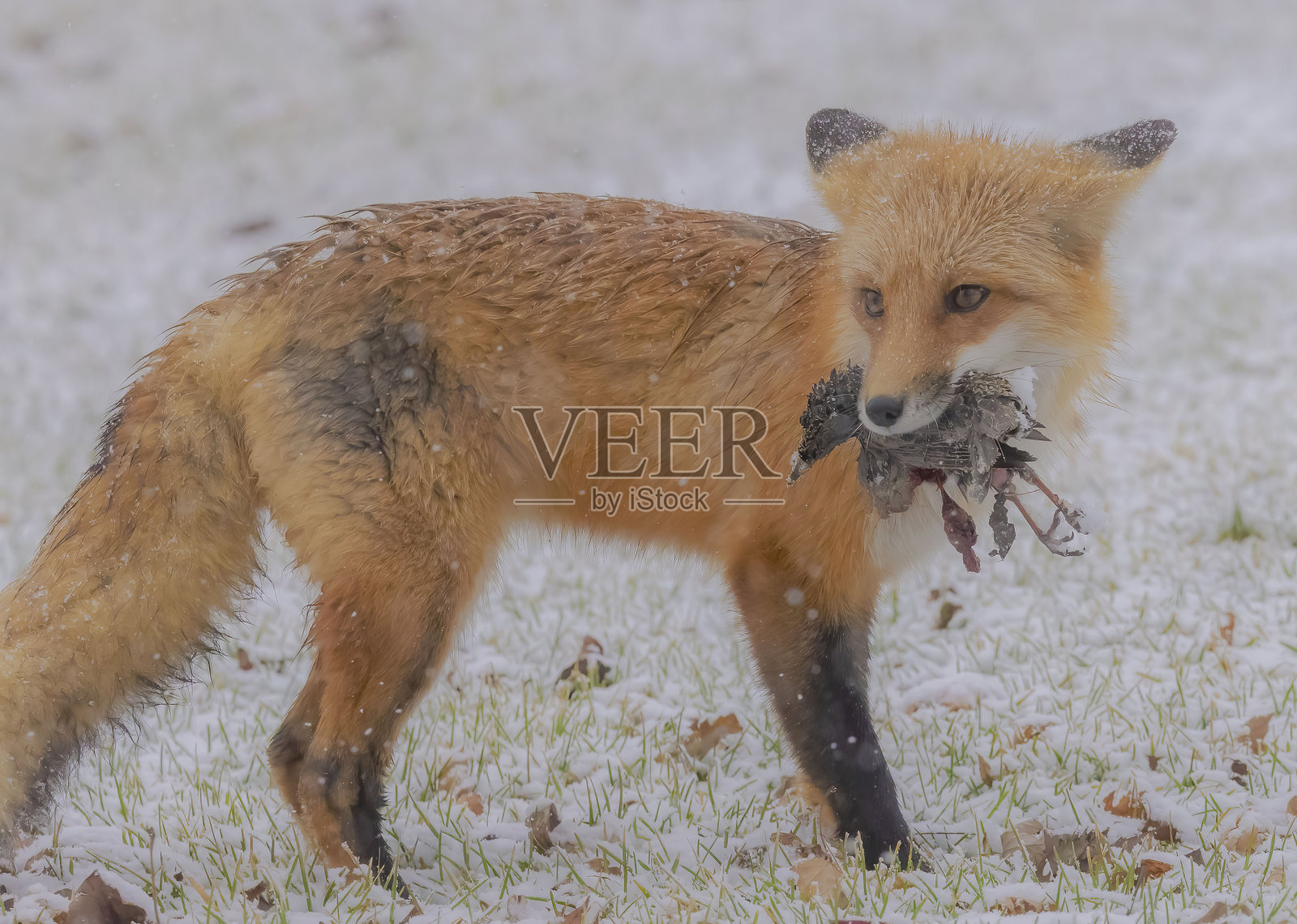 红狐嘴里叼着一只鸟照片摄影图片