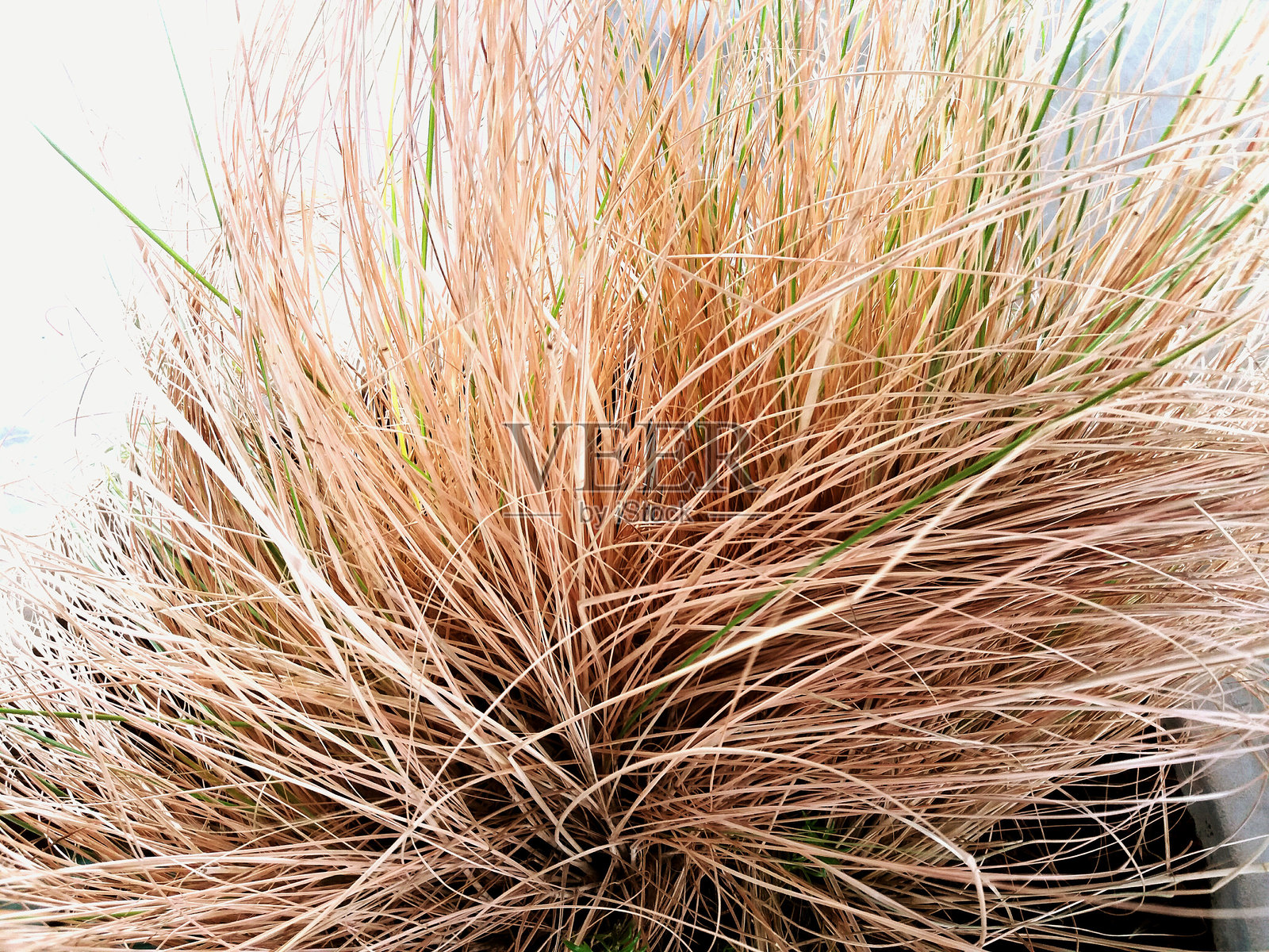 干枯的草与白色墙壁背景特写。古老、受伤和季节变化的概念。自然与自然。照片摄影图片