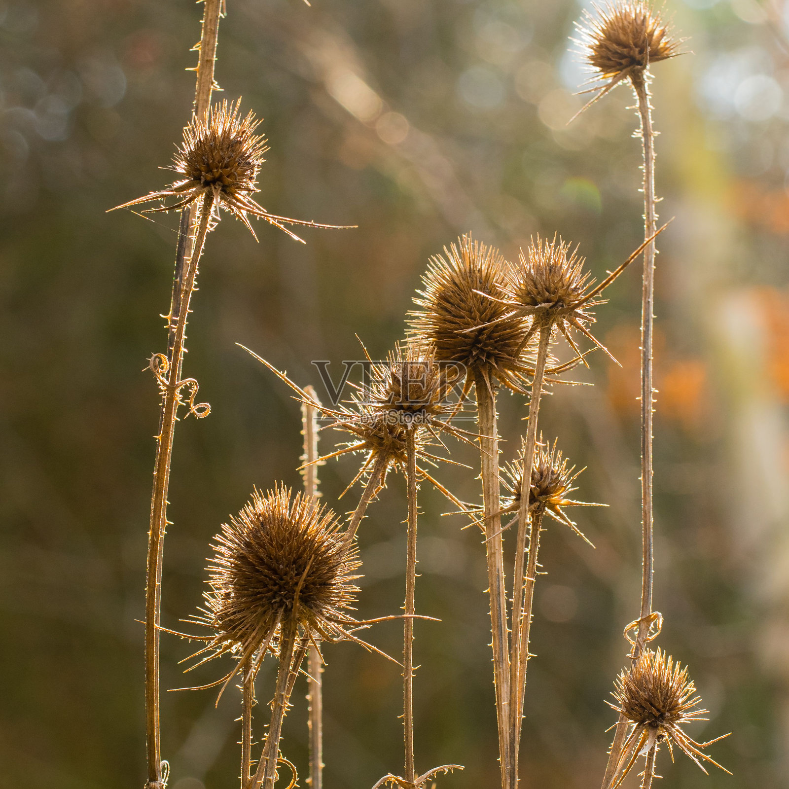 干燥的蓟植物特写,背景为柔和的自然景色照片摄影图片