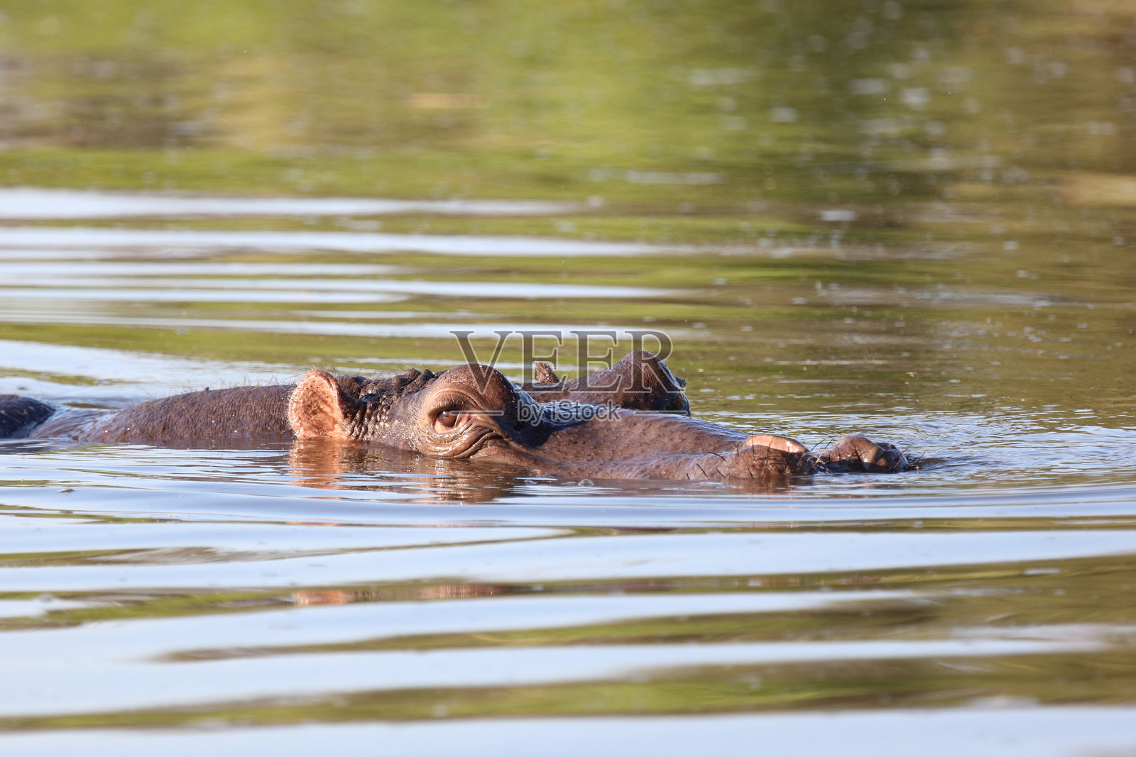 河马 / 河马 / 河马照片摄影图片