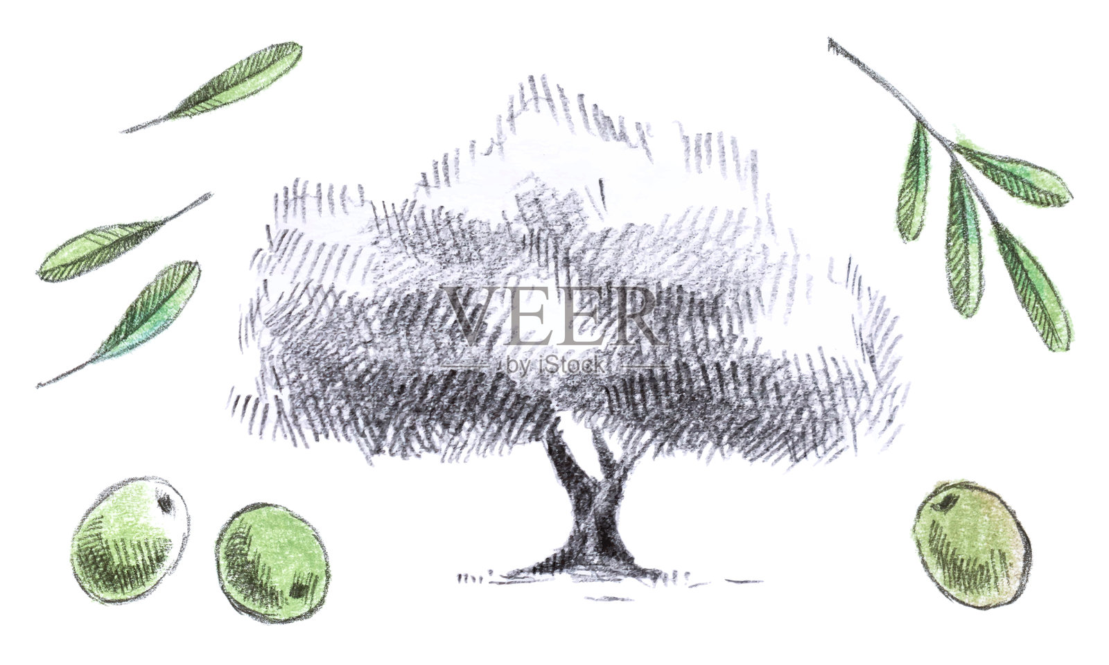 橄榄树插画图片素材