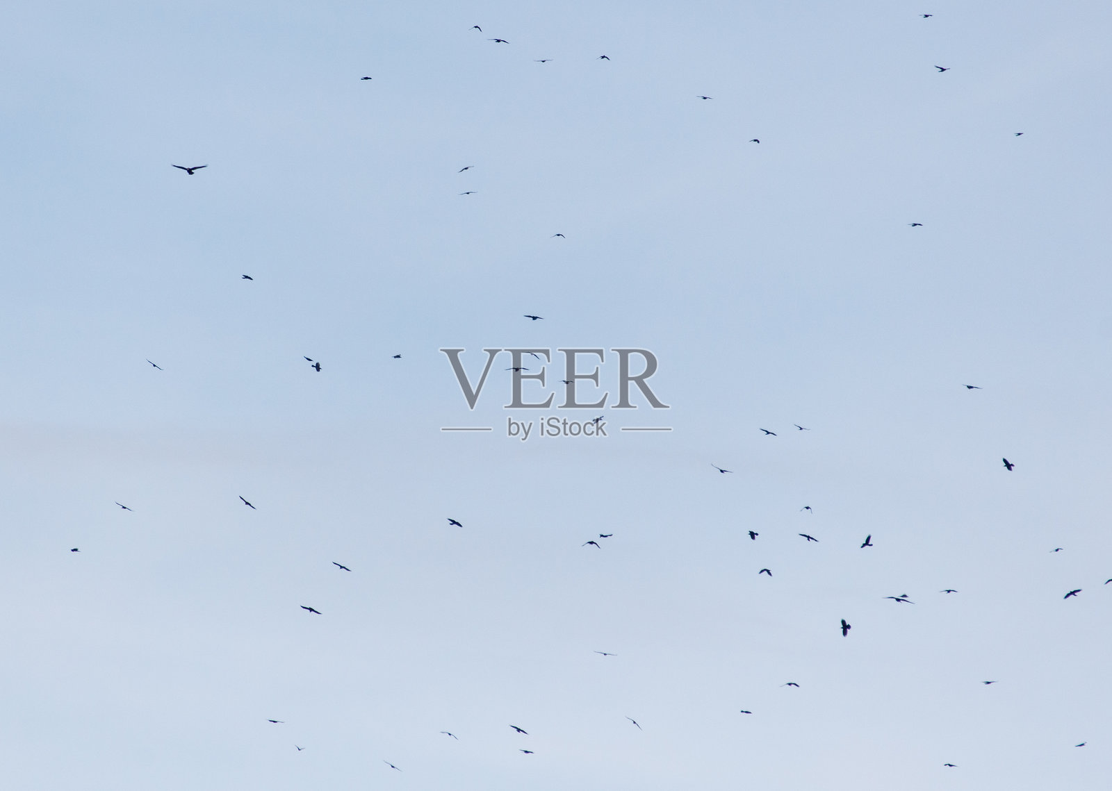 一群鸟在天空中飞翔照片摄影图片