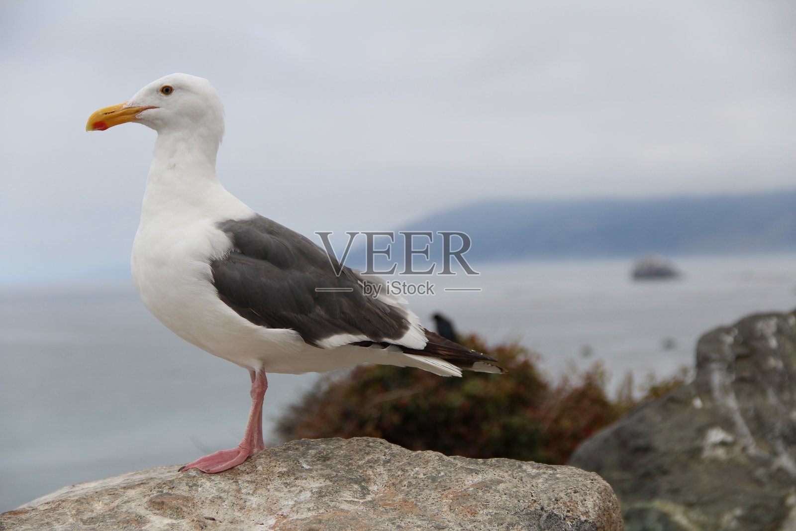 孤独的海鸥在扫描地平线照片摄影图片