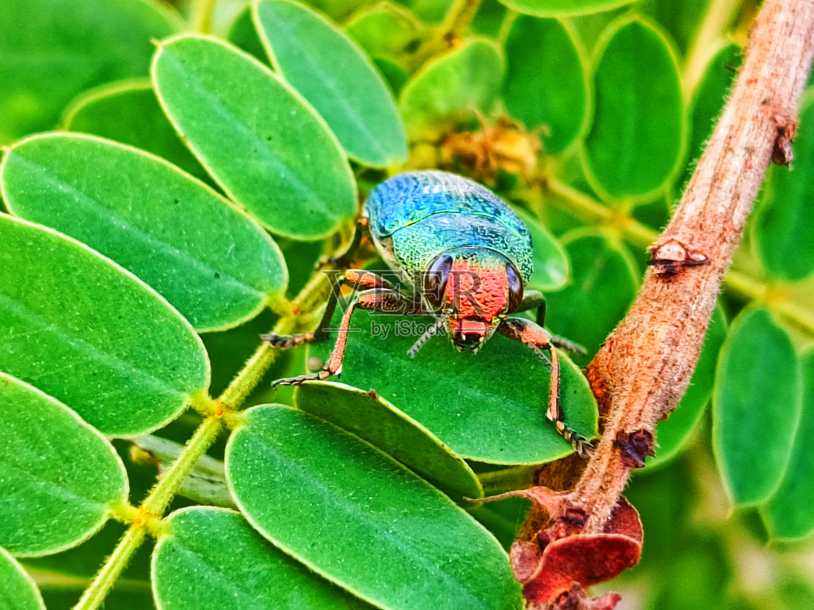 珠宝甲虫的特写镜头照片摄影图片