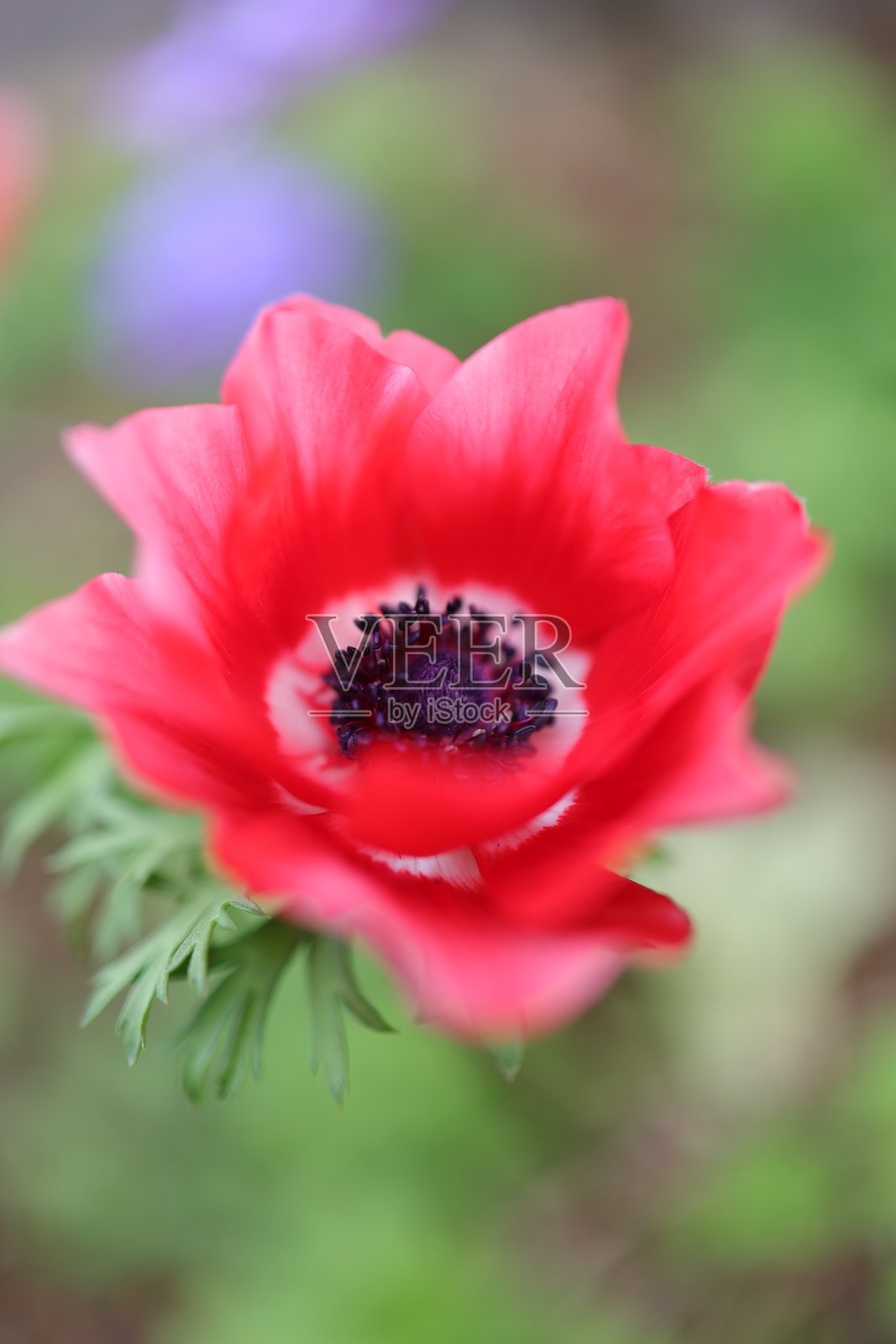 模糊背景中的海葵照片摄影图片