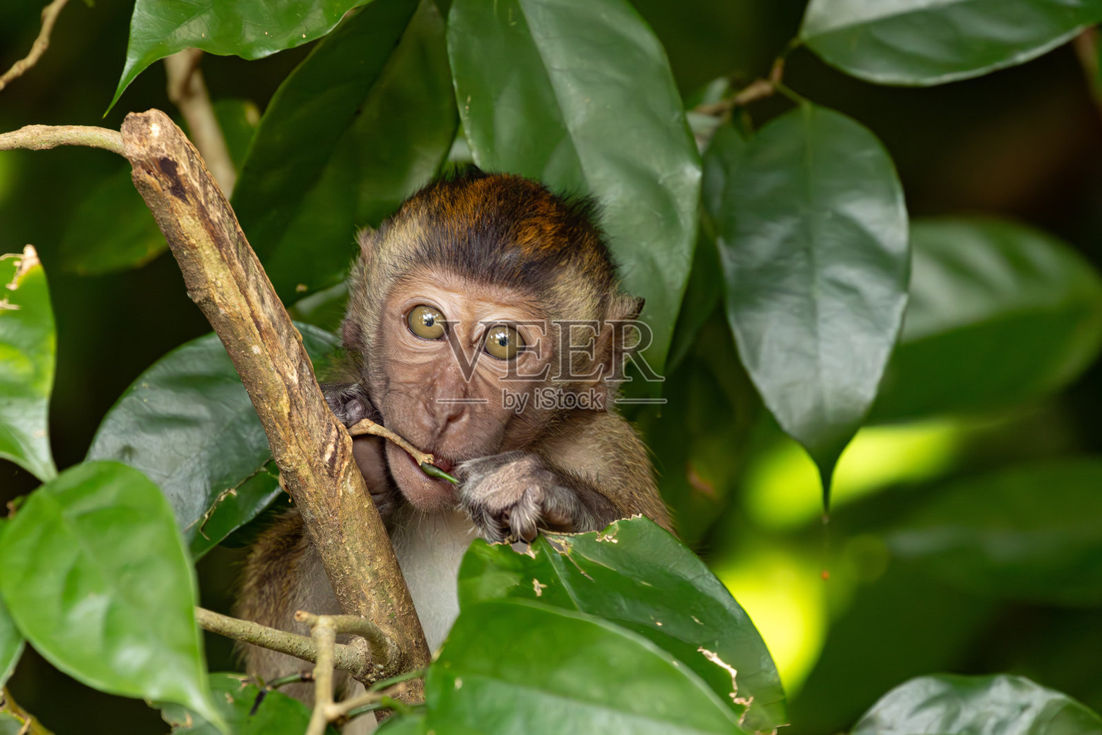 在太平湖公园玩耍的长尾猕猴与树枝照片摄影图片