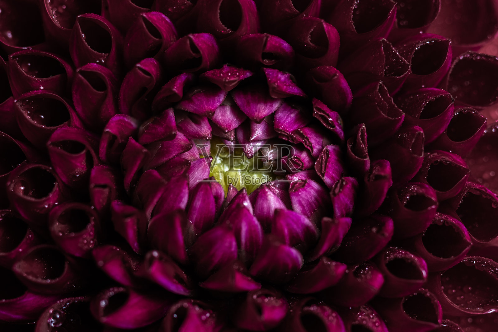 红紫色大丽花花瓣的特写,带有露珠。选择性对焦。照片摄影图片