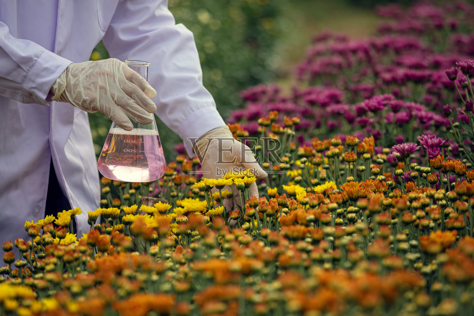 科学家在田野中检查菊花,同时手持装有粉红色液体的玻璃烧瓶进行农业研究,留有空白空间。照片摄影图片