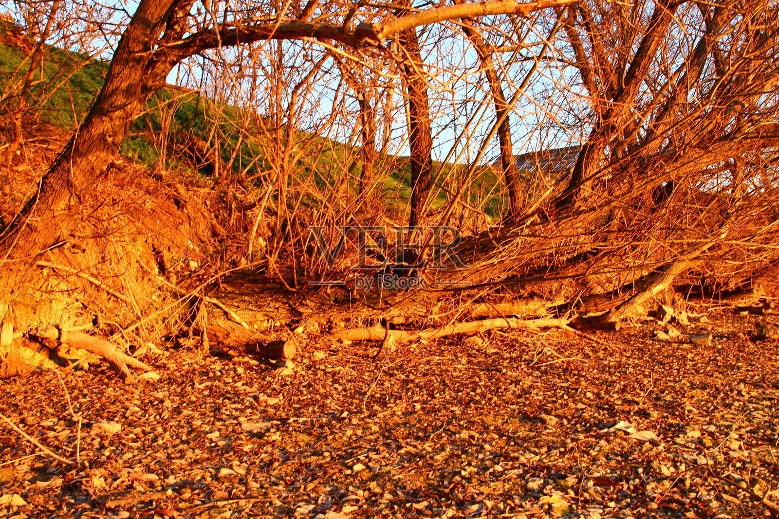 一棵倒下的树照片摄影图片