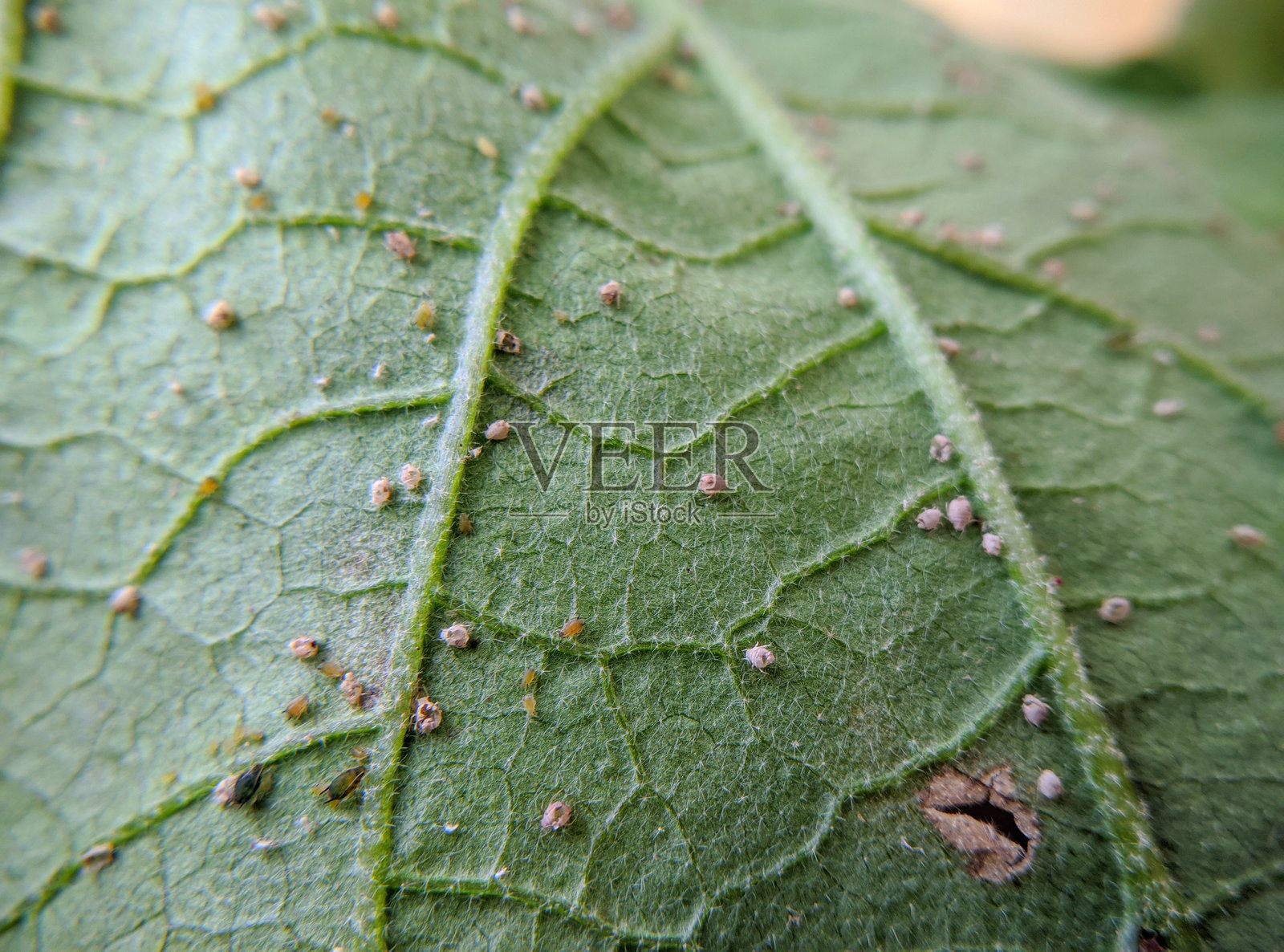植物害虫照片摄影图片