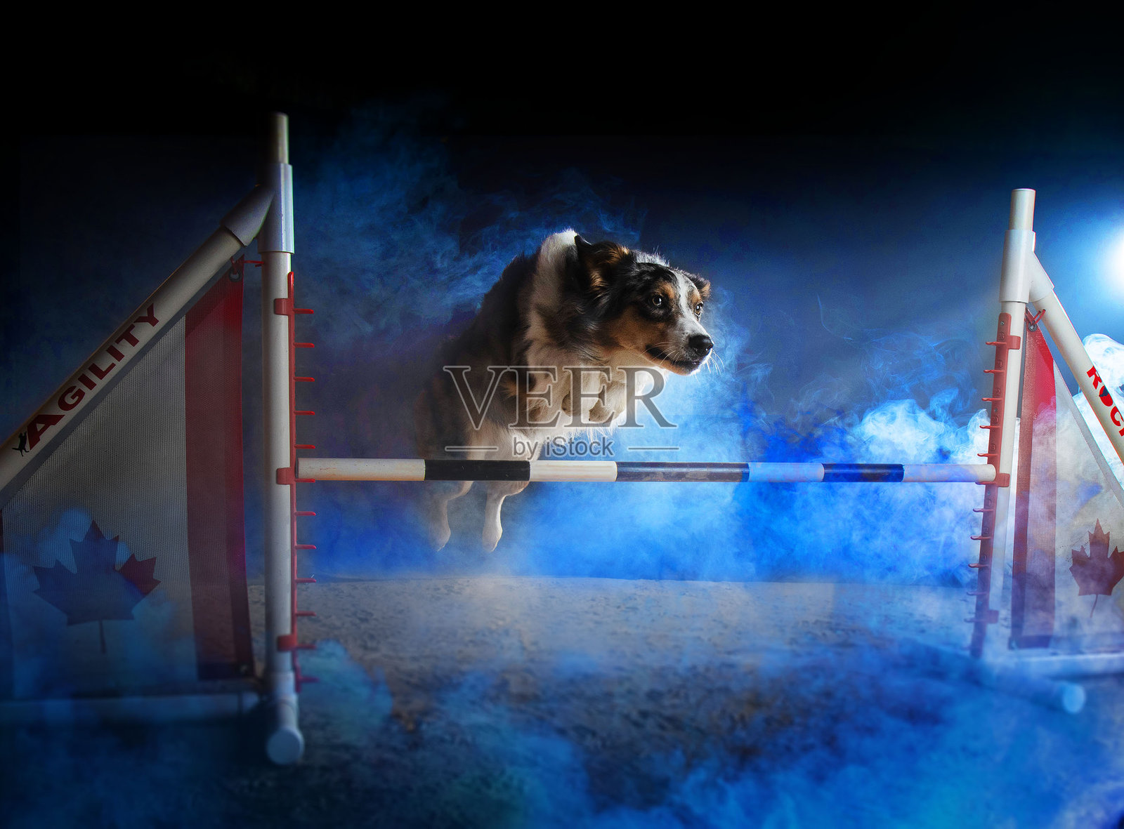 在雾中(蓝色)与澳大利亚牧羊犬照片摄影图片