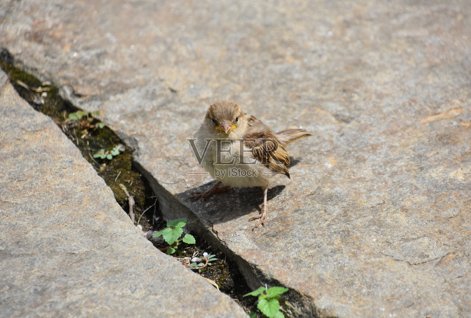 凝视小麻雀的面孔照片摄影图片