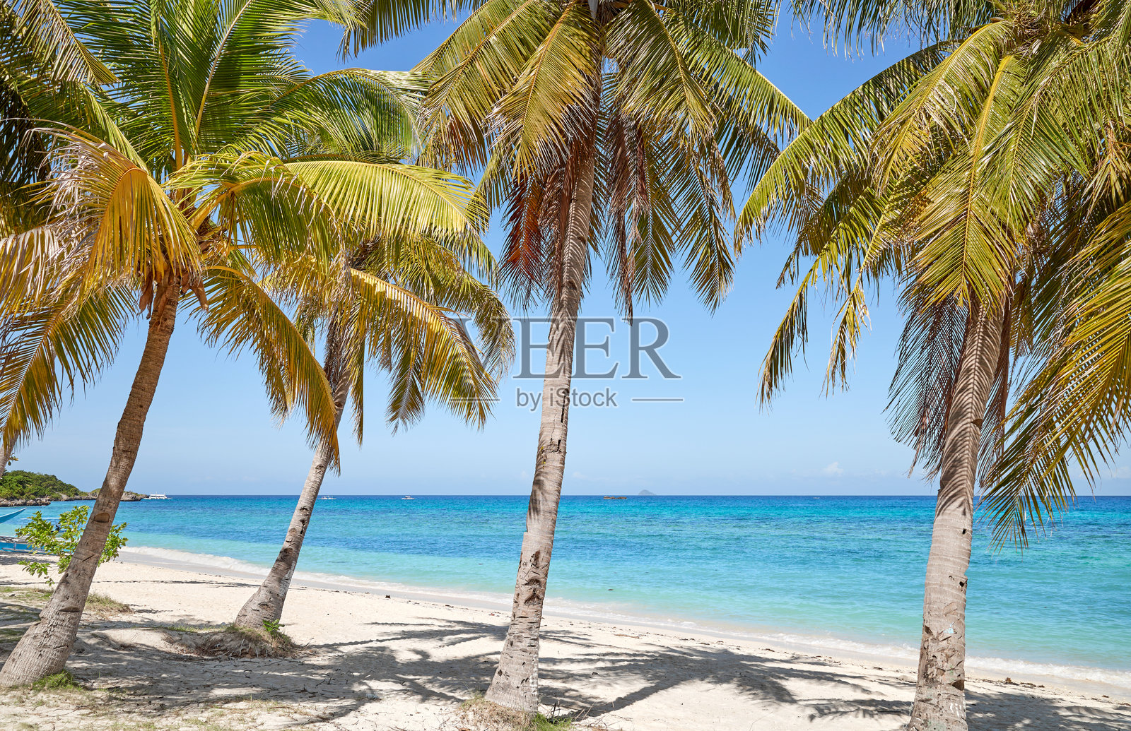 菲律宾马拉帕斯夸岛美丽海滩上的椰子树。照片摄影图片