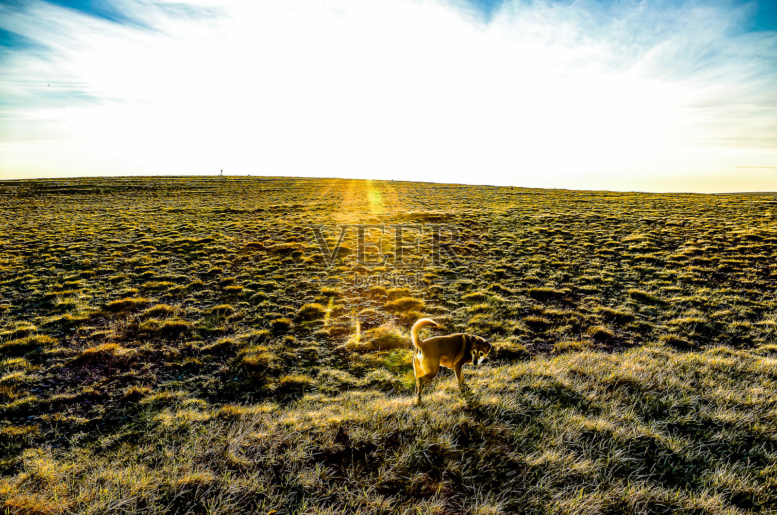 一只狗在草地上散步照片摄影图片