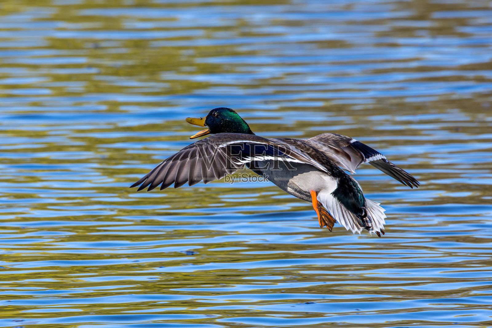 在德国慕尼黑,一只野鸭或绿头鸭(Anas platyrhynchos)飞越湖面。照片摄影图片