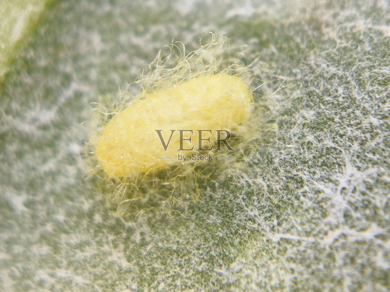 蛹期照片摄影图片