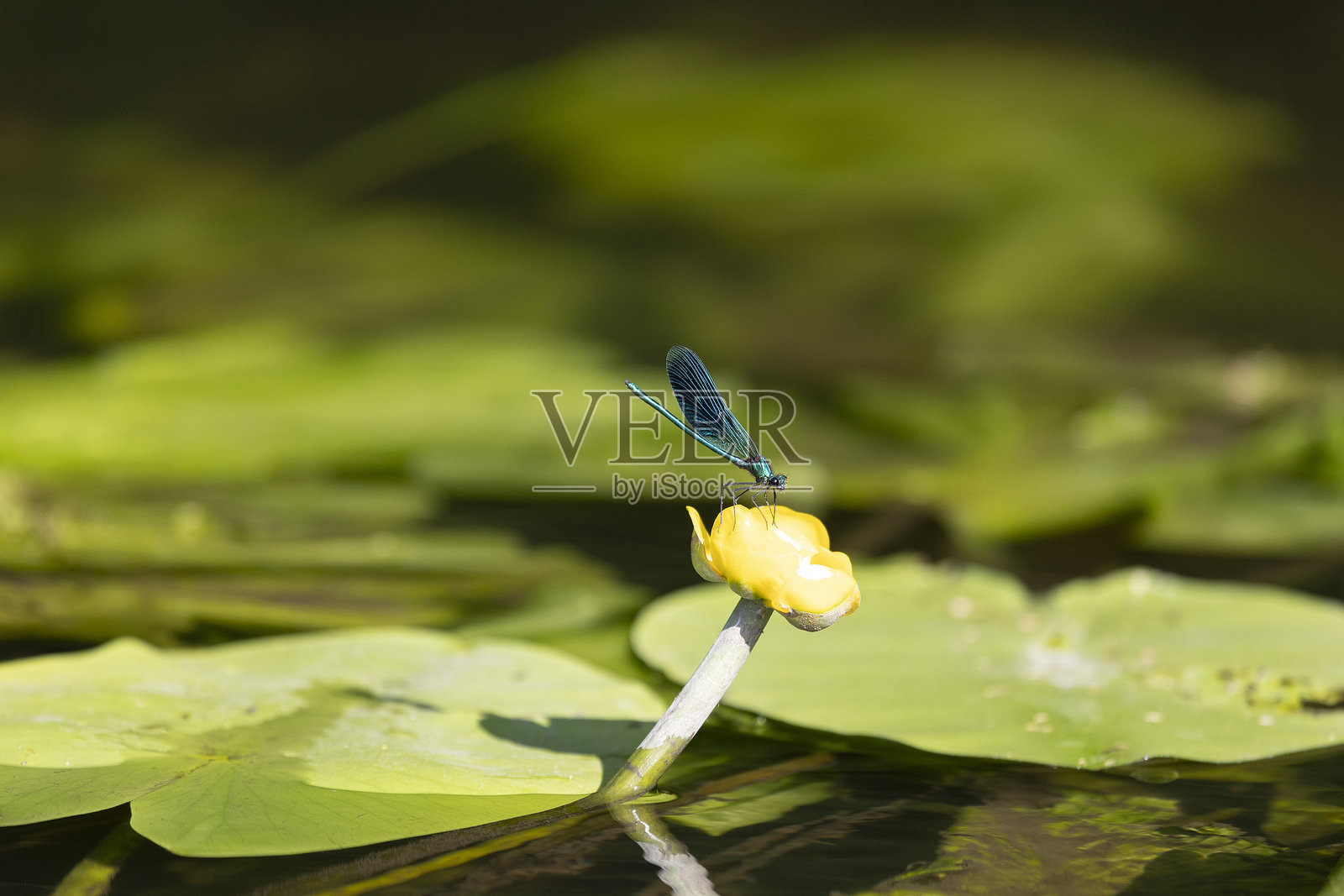 蓝色蜻蜓栖息在黄花睡莲上照片摄影图片