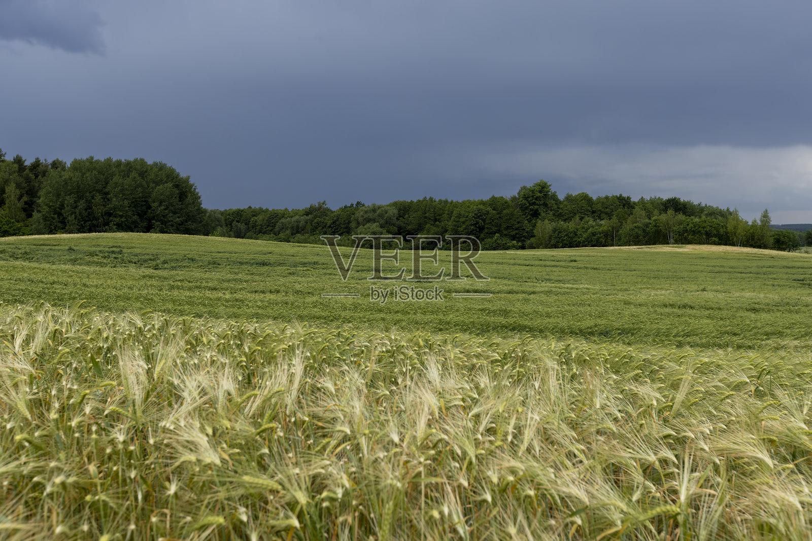 雷雨过后的麦田照片摄影图片