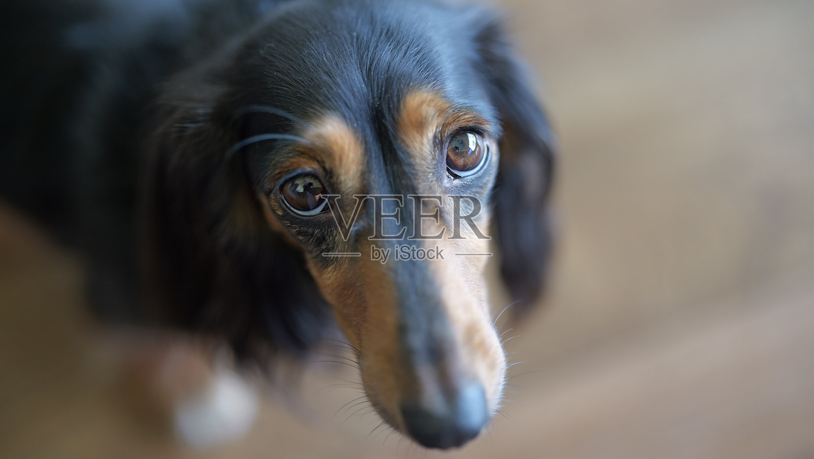 路娜,腊肠犬照片摄影图片