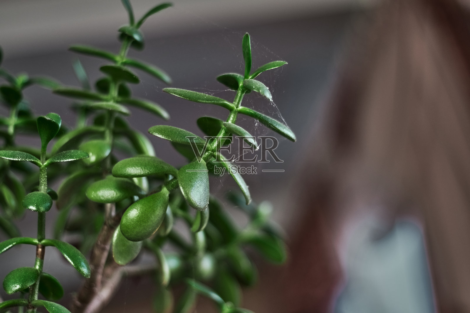 一些人把多肉植物放在窗台的房间里照片摄影图片