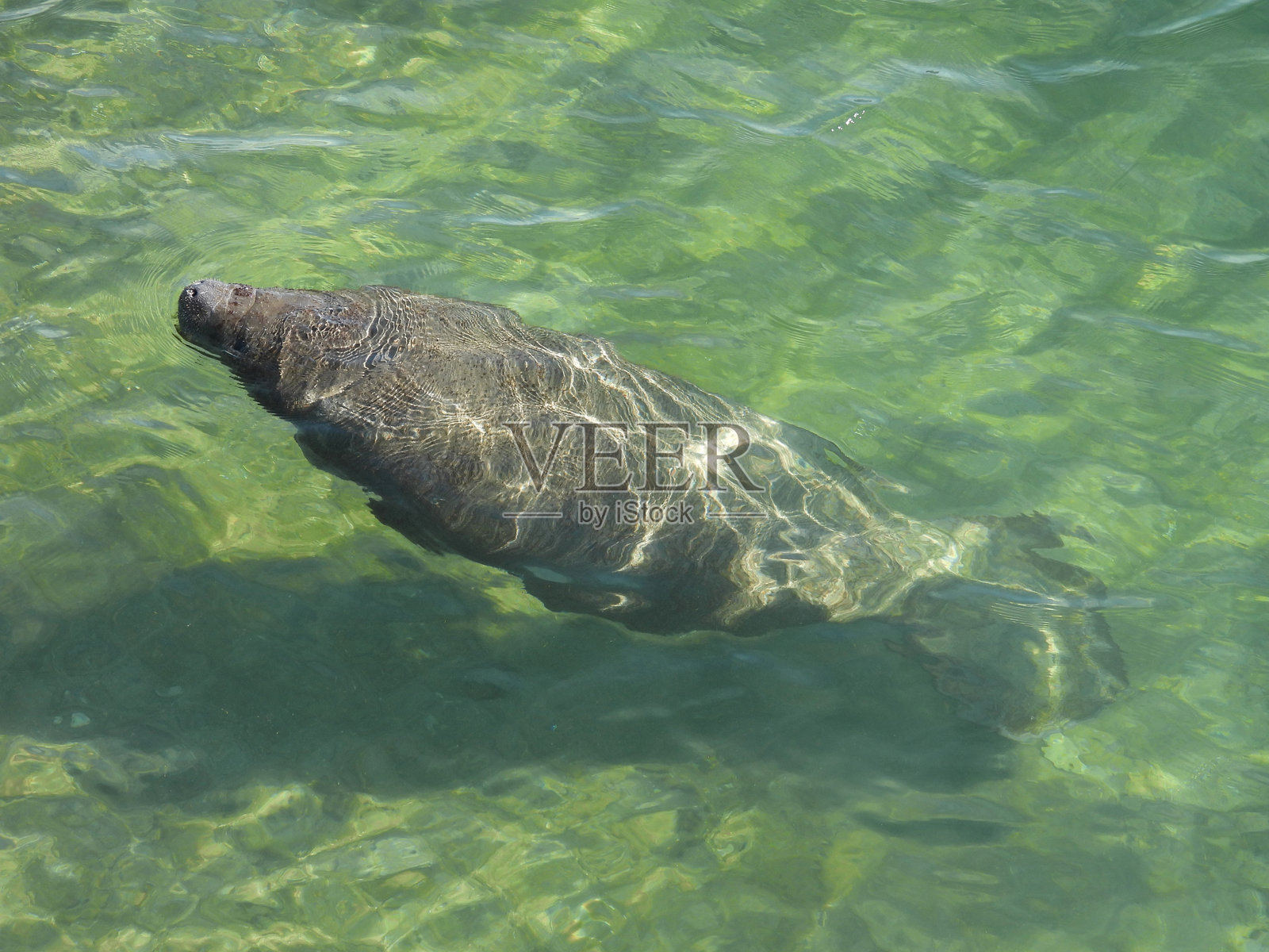 海牛(Trichechus)- 侧面图照片摄影图片