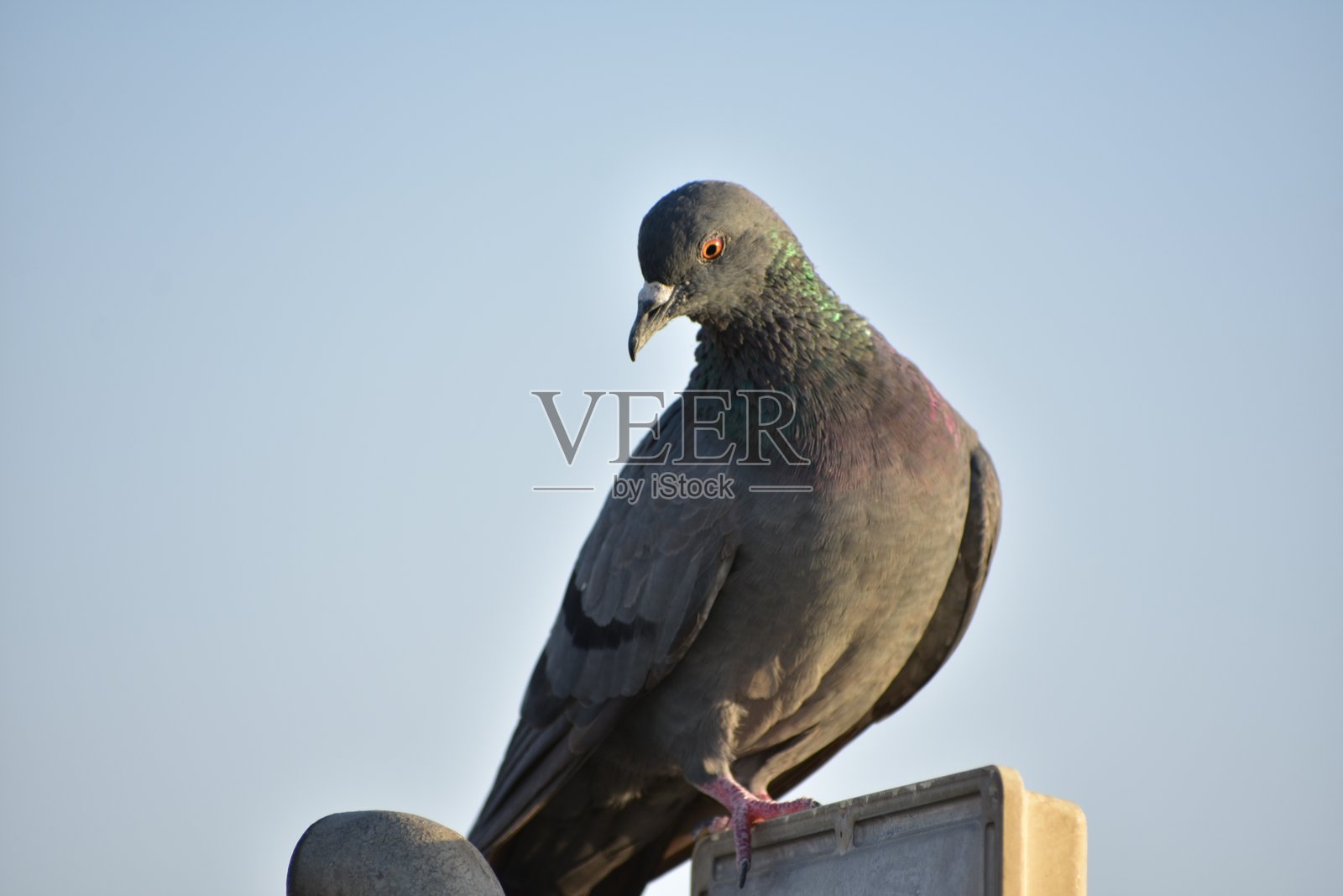 家鸽是由岩鸽或岩鸽衍生出的鸽子亚种。岩鸽是世界上最古老的驯化鸟类。美索不达米亚的楔形文字泥板提到了这些鸽子。照片摄影图片