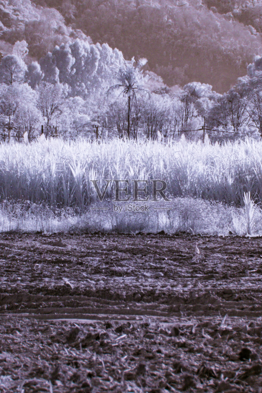 红外摄影,呈现出超现实的质感,植物在黑暗的土壤上显得明亮而鲜明。照片摄影图片