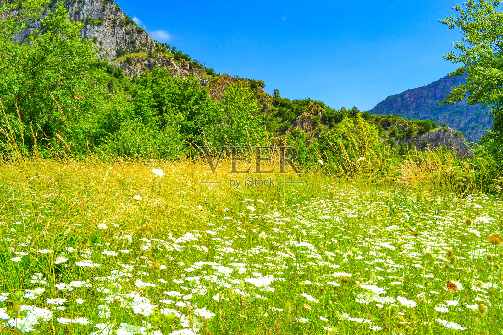 保加利亚罗多佩山脉瓦查湖边的美丽野花与绿草如茵照片摄影图片
