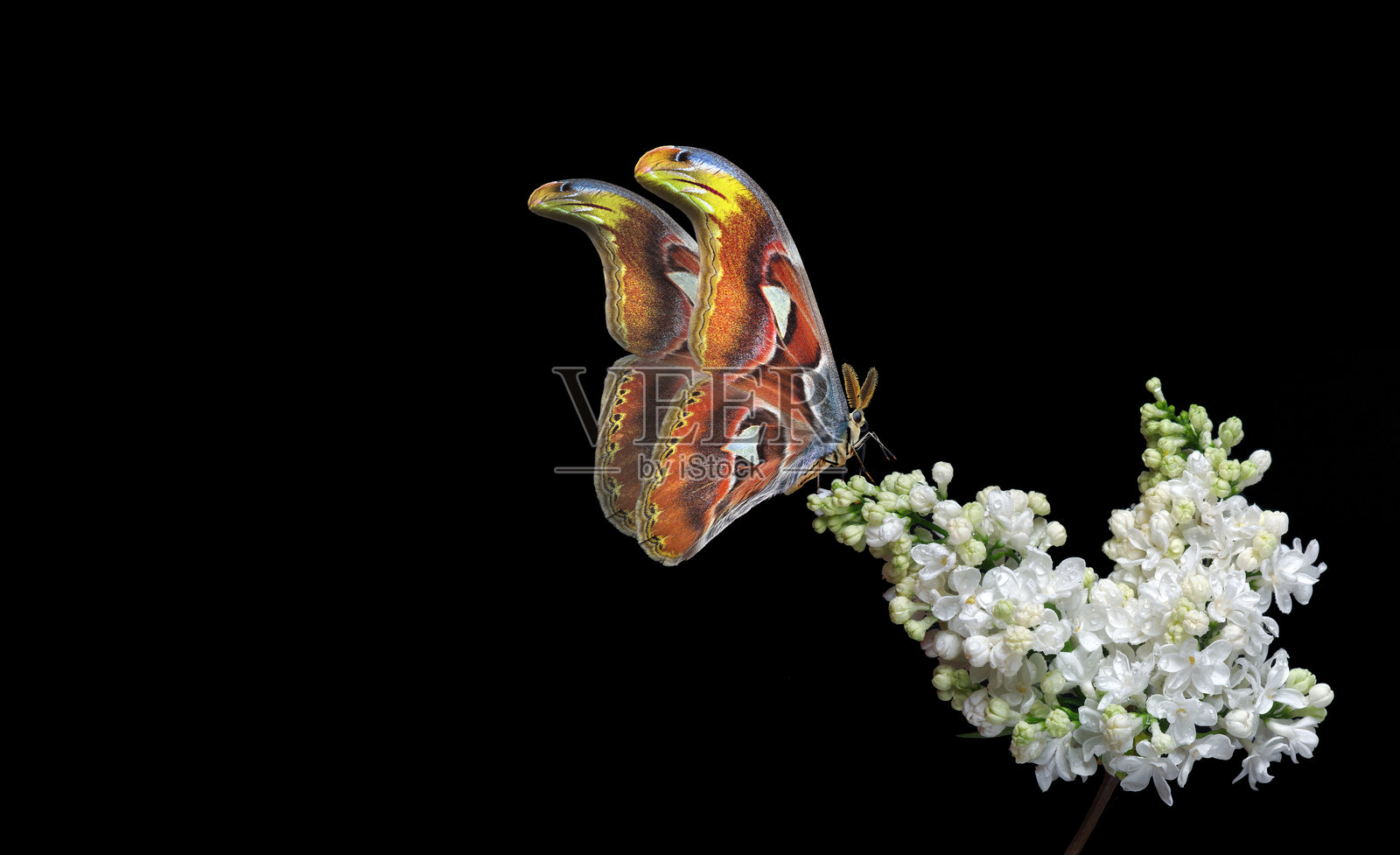 热带蝴蝶阿特拉斯蛾停在白色丁香花上,花瓣上有水滴,背景为黑色。大型飞蛾。照片摄影图片