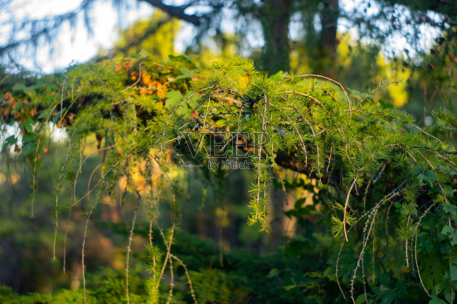 秋季过滤阳光下,可能来自常绿树木或灌木的生机勃勃的绿色叶子特写,带有黄色的点缀和露珠。照片摄影图片