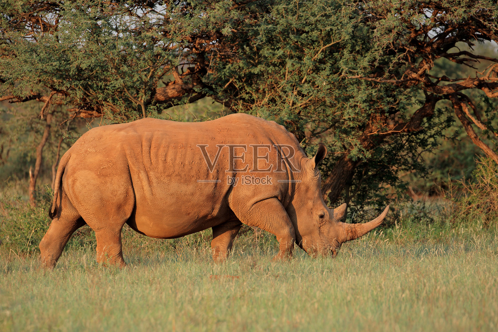 一只白犀牛(Ceratotherium simum)在南非的自然栖息地中行走照片摄影图片