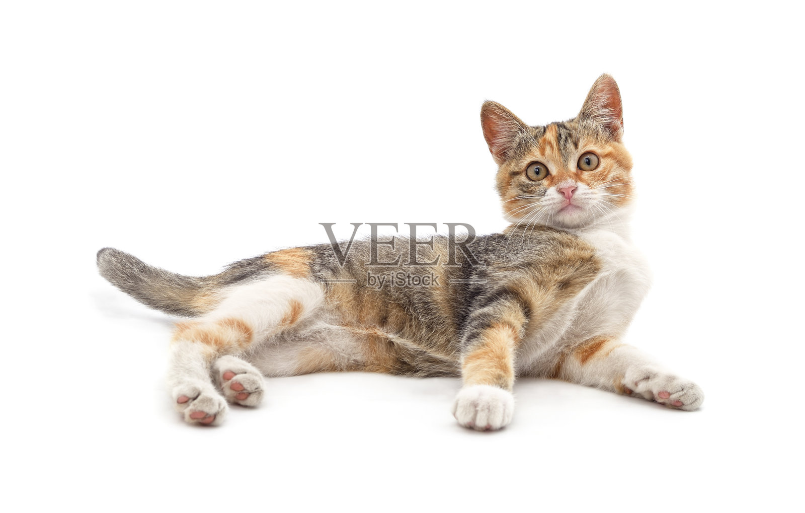 红色小猫躺着。照片摄影图片