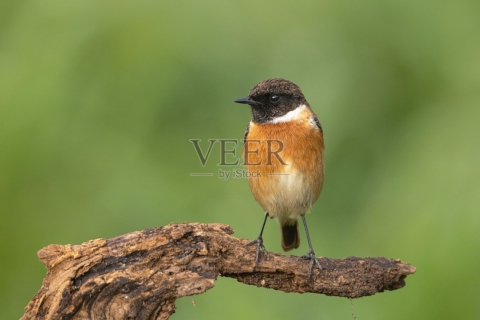 冬季的雄性欧洲石首雀(Saxicola rubicola)照片摄影图片