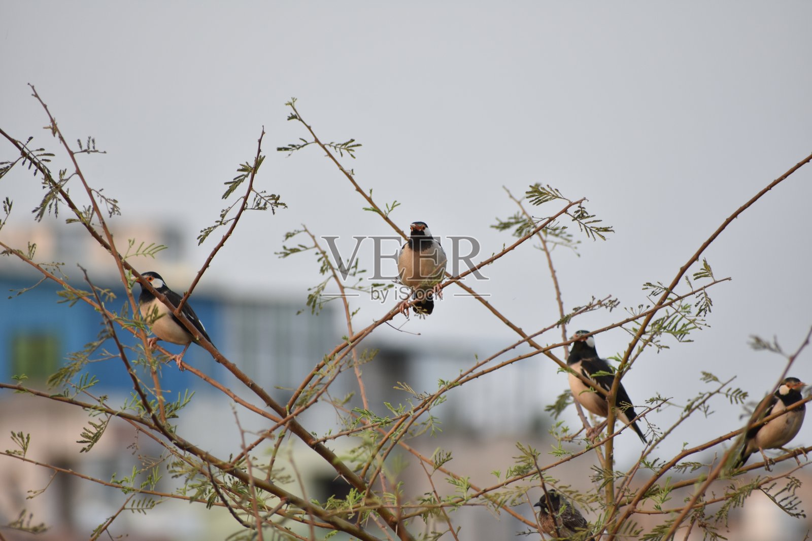 印度白喉八哥(白喉鹊)照片摄影图片