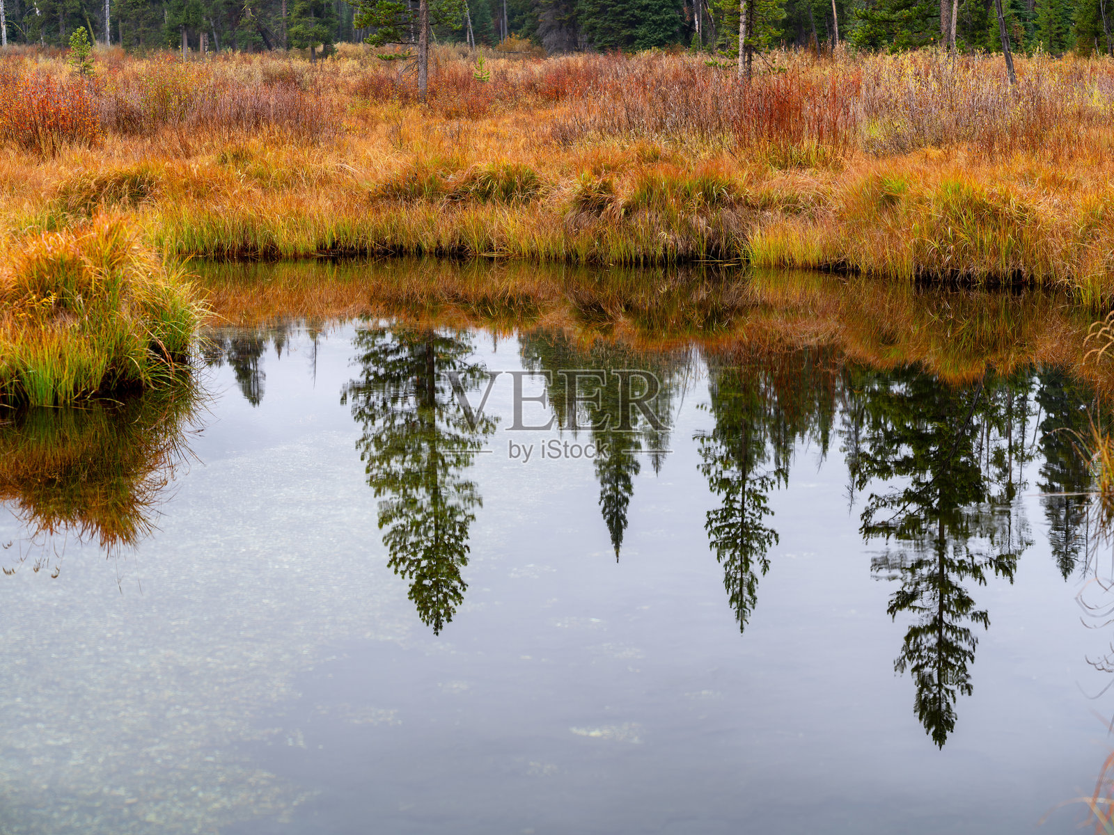 黄色的秋季草丛沿着小溪的岸边生长照片摄影图片