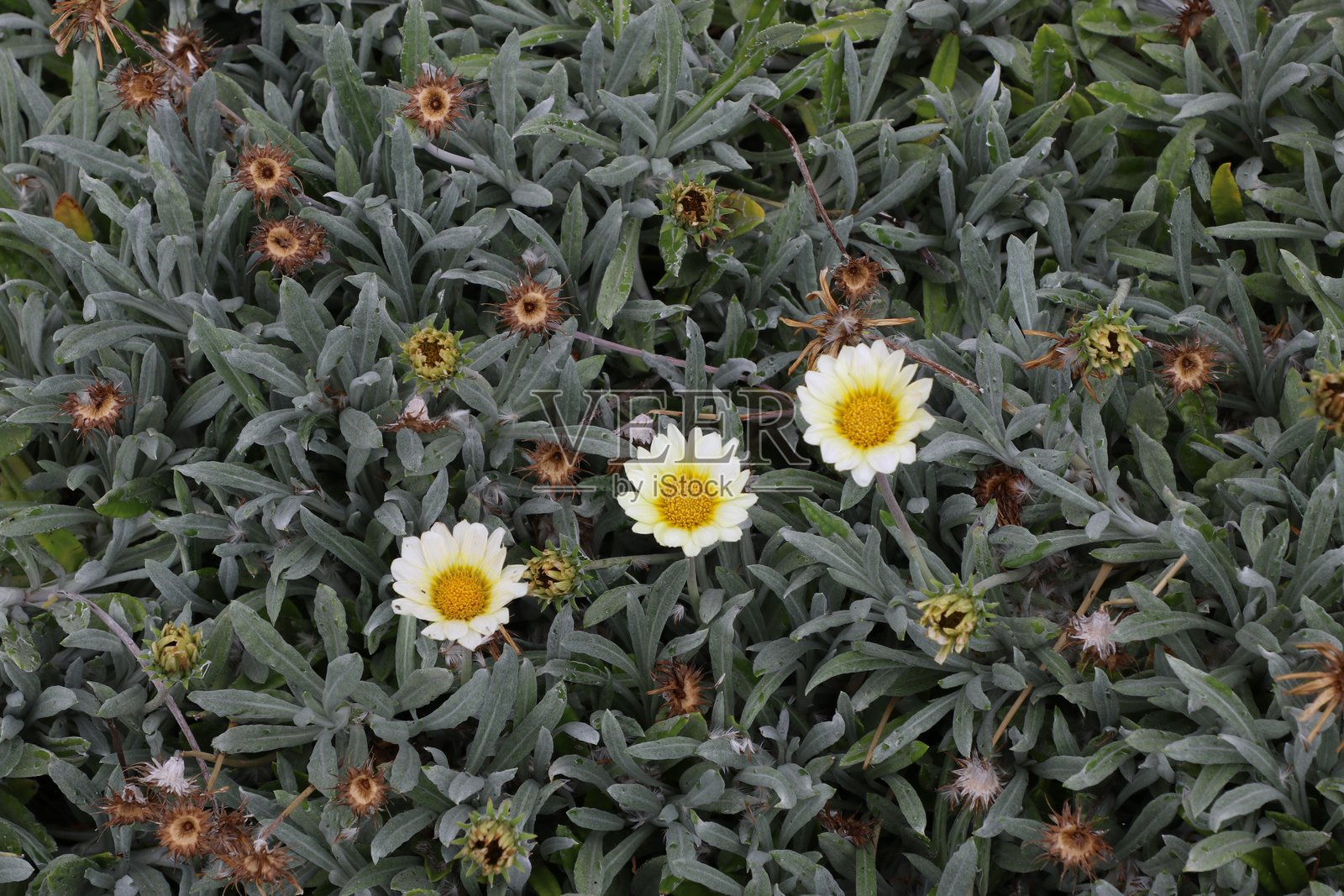 三朵花呈斜线排列照片摄影图片