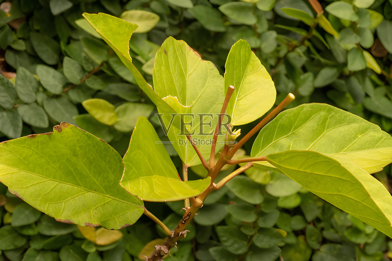 金色叶子在树枝上绽放的特写镜头照片摄影图片