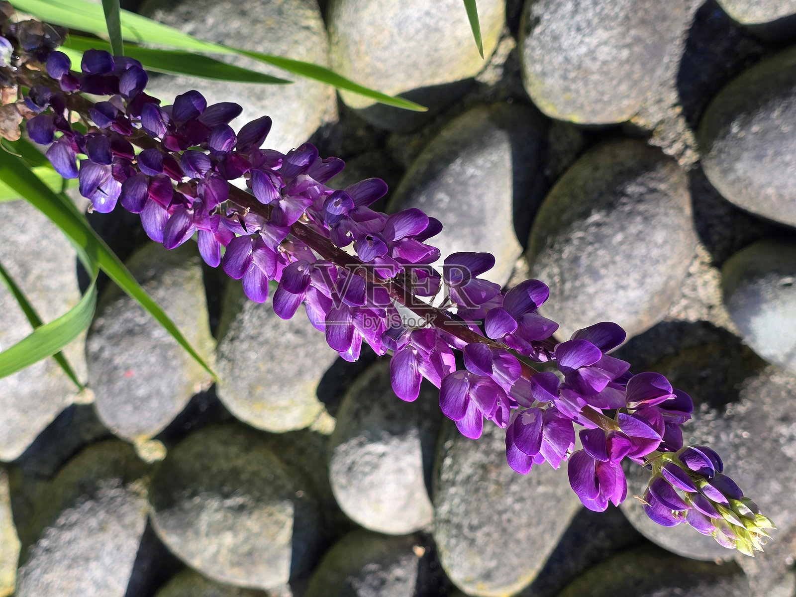 温哥华斯坦利公园海堤和西区的花卉植物在八月照片摄影图片