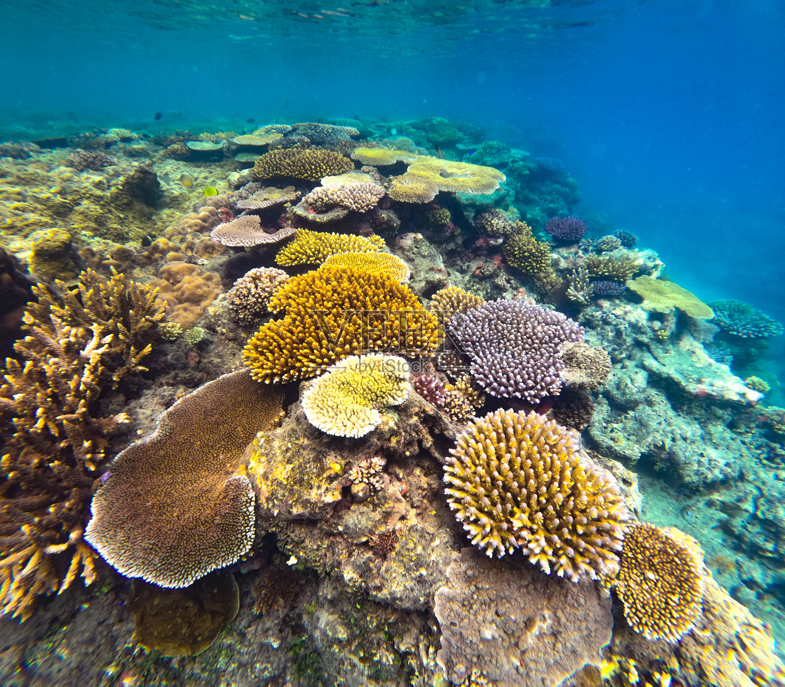 美丽的水下场景,展示了热带珊瑚礁清澈水域中多种多样的色彩斑斓的珊瑚。照片摄影图片