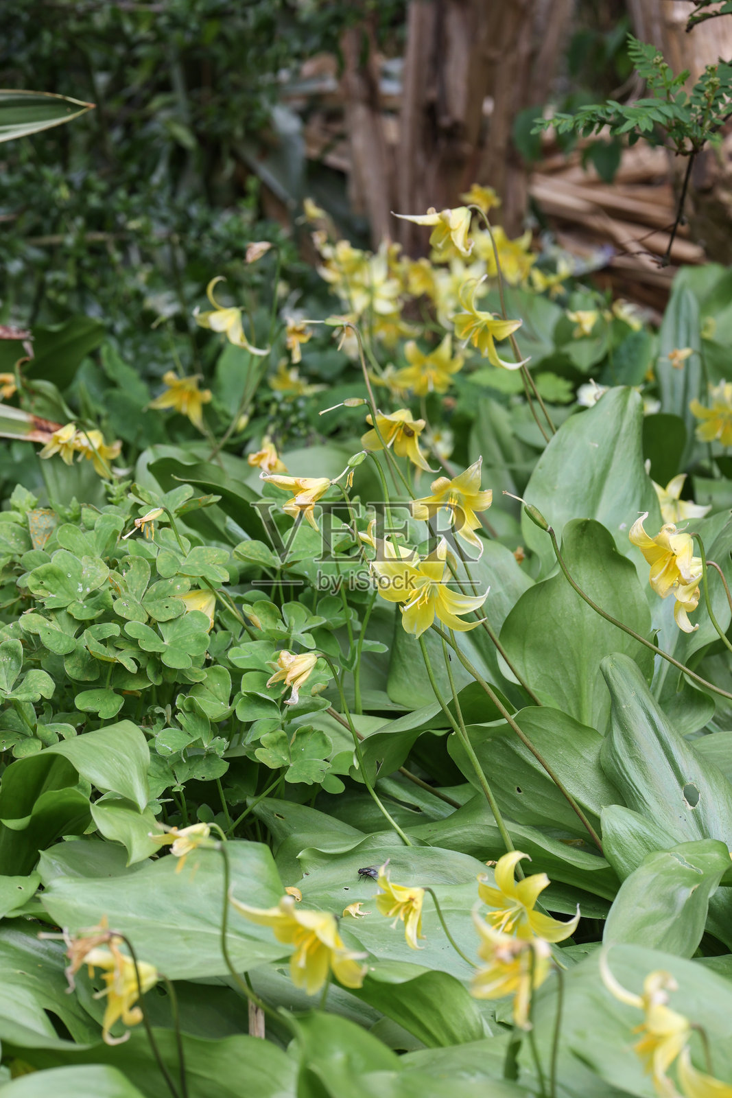 四月的英式花园照片摄影图片