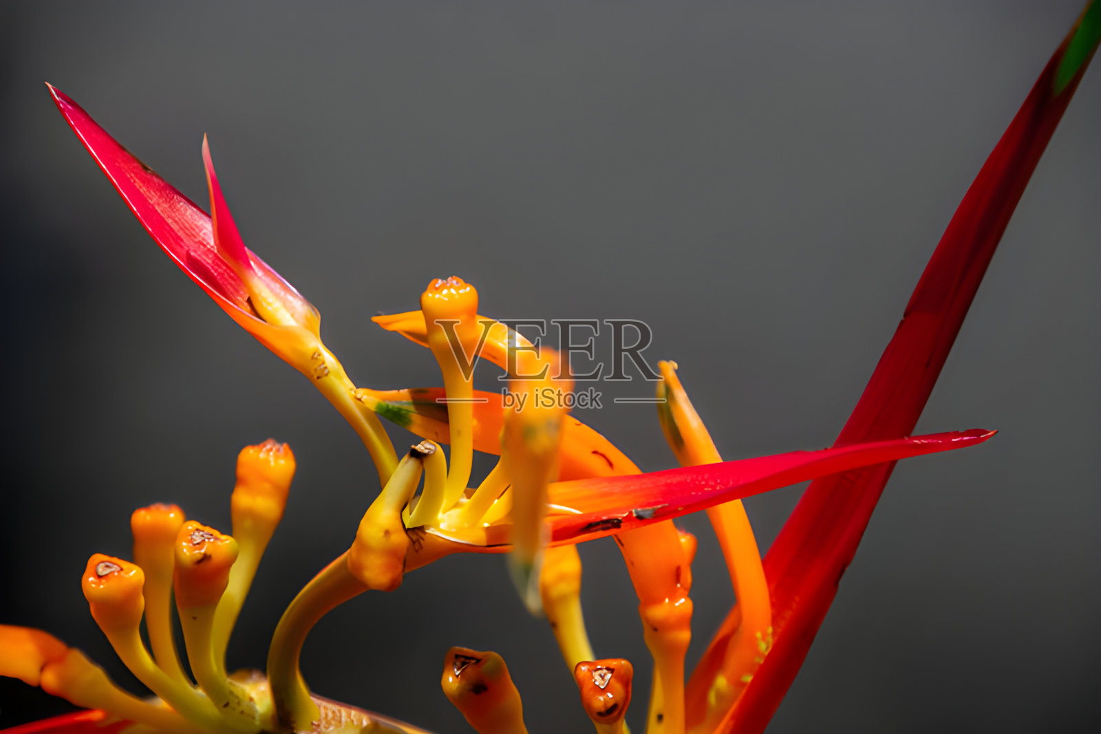 鲜艳的火鹤花展现出引人注目的红色和橙色。照片摄影图片