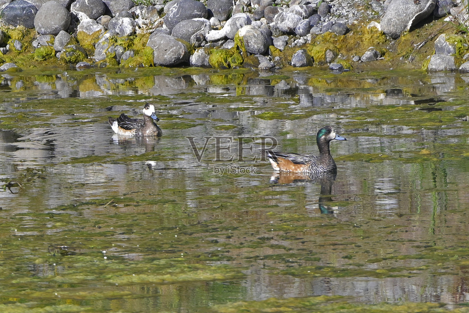 动植物照片摄影图片